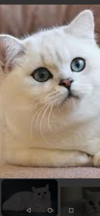 Шукаємо прямовухого котика  для вязки