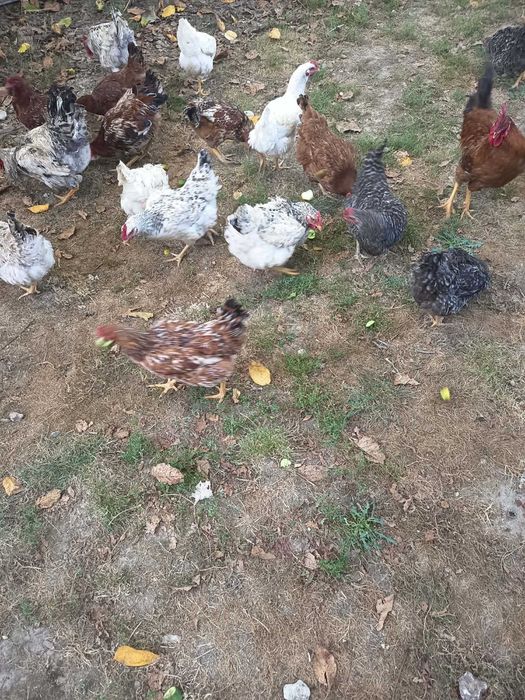 продам молодих курей