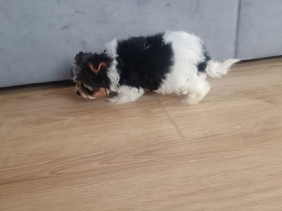 Yorkshire terrier biewer