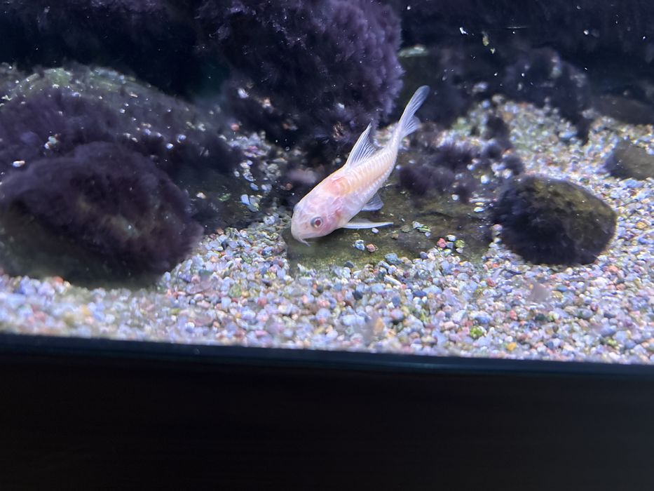 Ryby Karaś koi Karp Koi Amur Lin kirys