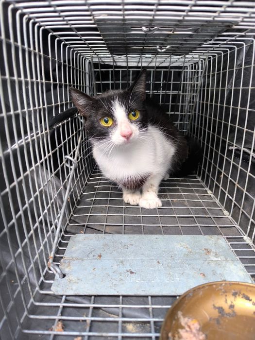 Czy wydarzy się cud i kotki ktoś pokocha?..