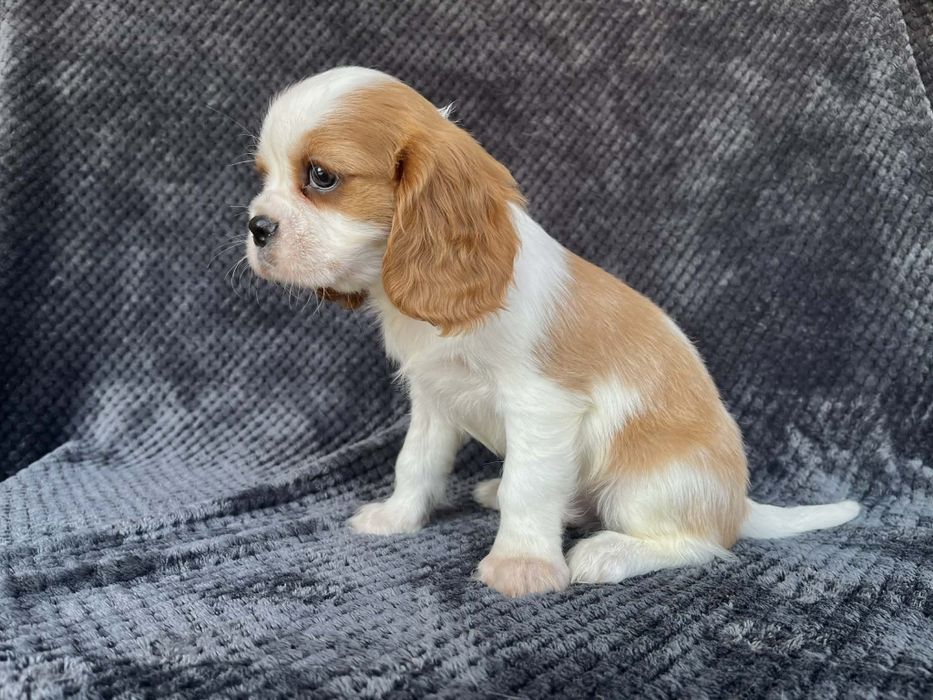 Cavalier King charles spaniel  piesek