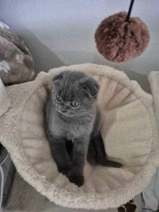 Gatinho Scotish Fold