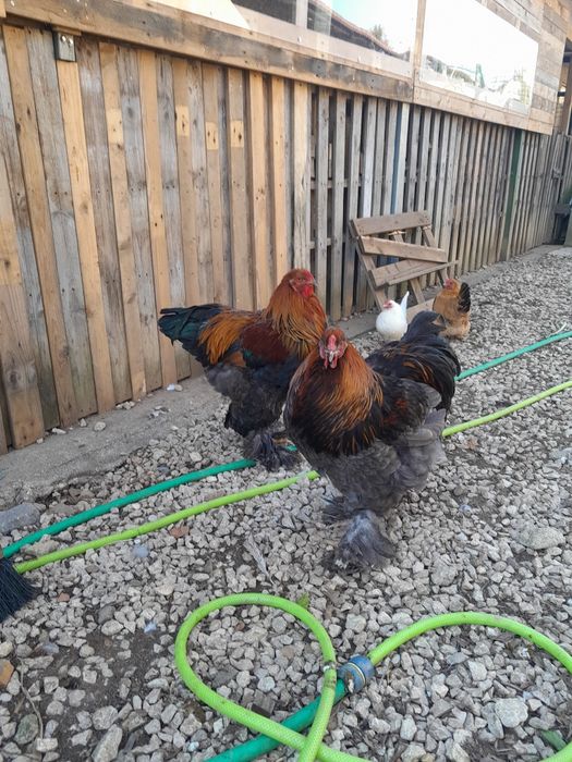 Galos Brahamas de 2024