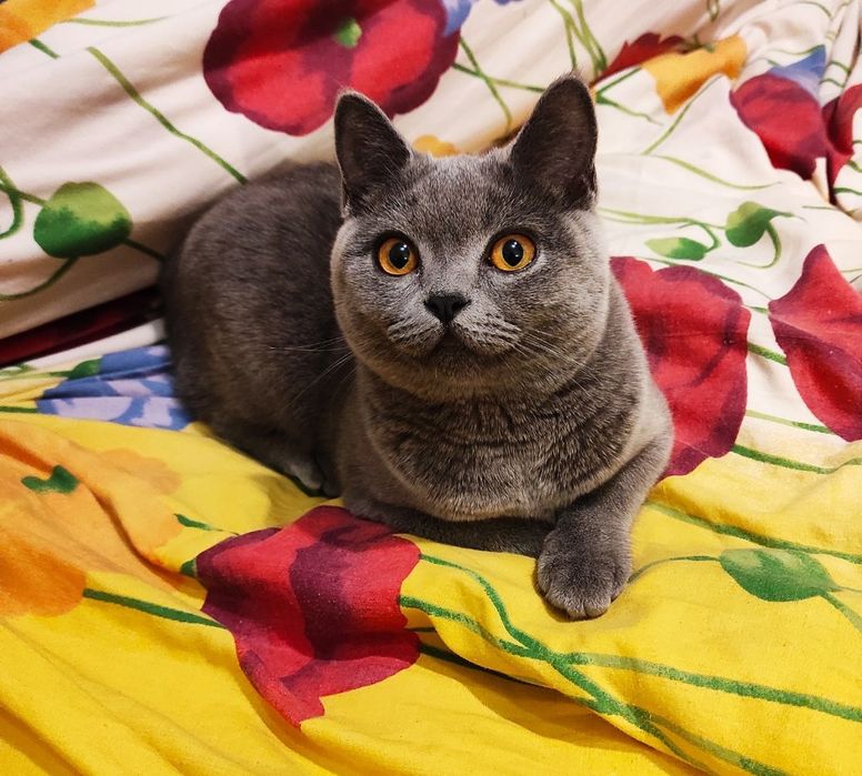 Шотландські висловухі кошенята. (Шотландские вислоухие котята)