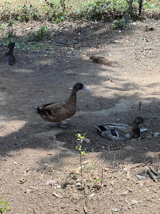 Casais de patos KAKHI CAMPBELL