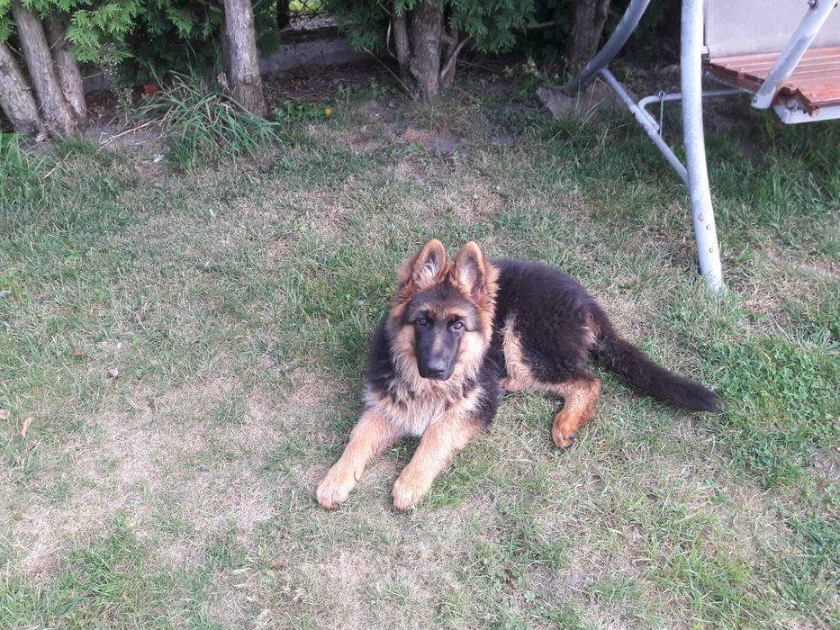 Transport, przewóz zwierząt domowych, psy, koty i inne.