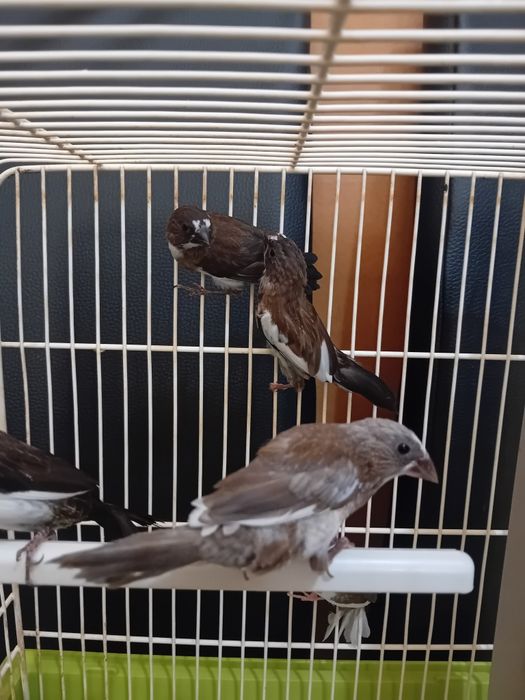 Bengalins Japão aves 2026