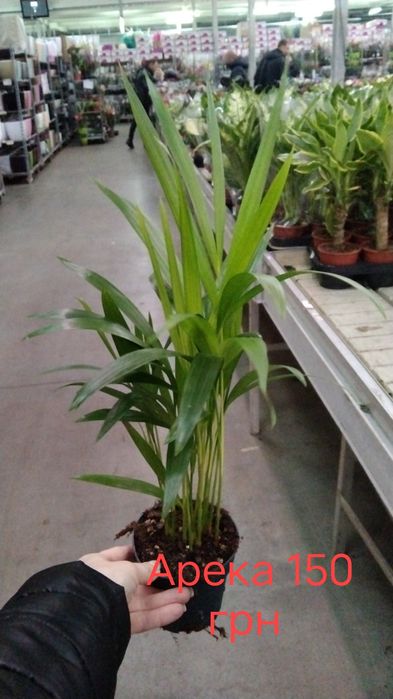 Рослини, квіти, вазони кімнатні