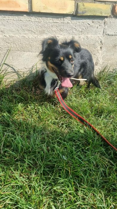 Maleńka Mocca do adopcji