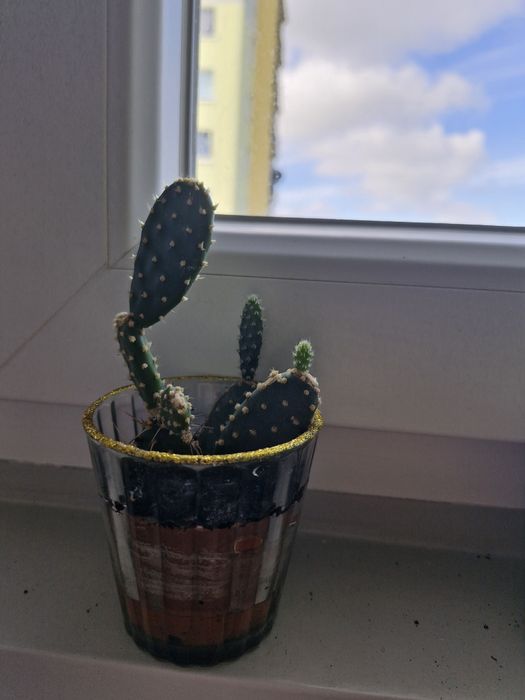 Kwiaty aloes,juka,skrzydłokwiat i inne