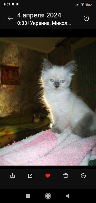 Розумний, добрий котик!