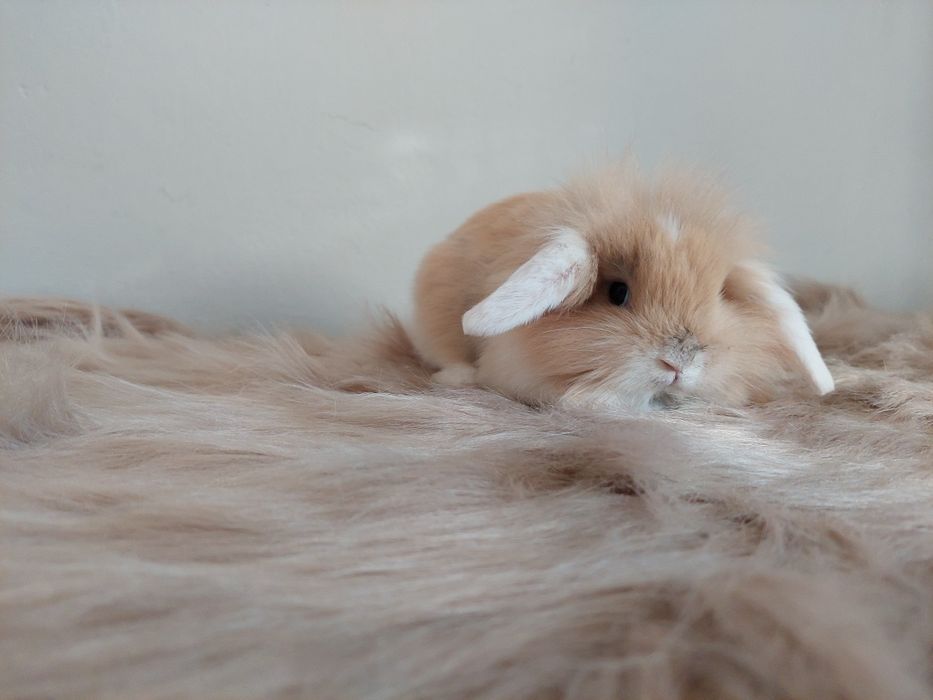 Króliki miniaturki baranki kłapousze