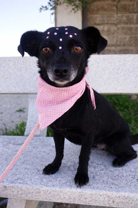 GAIA (Fêmea, 5 Anos) - Para Adoção