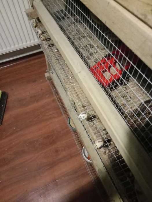 Klatka dla przepiórek 3 piętrowa