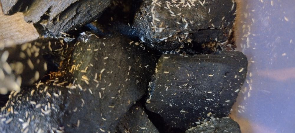 Skoczogonki ekipa sprzątająca