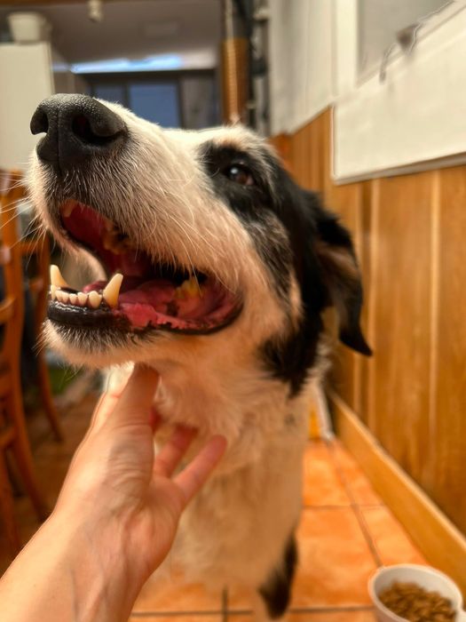 Cão para adoção responsável