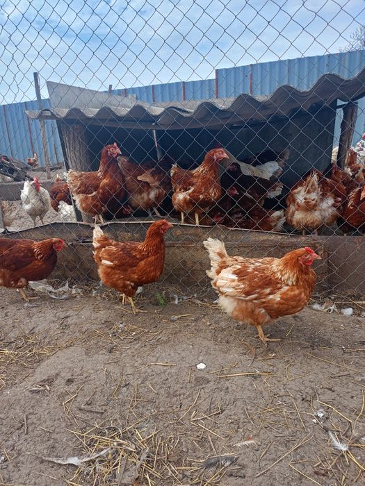 Ломан Браун несушка- молодка