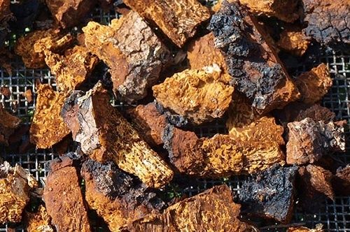 Чага березова сушена лісова  при онко