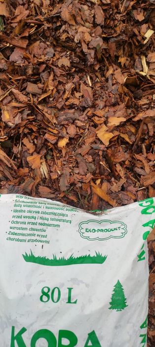 Kora Sosnowa Wałbrzych