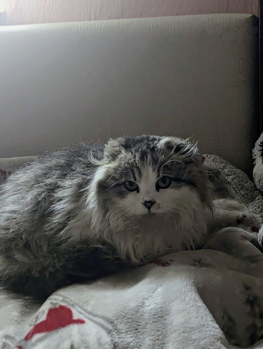 Ласкава красуня 6 місяців- віддам в добрі руки