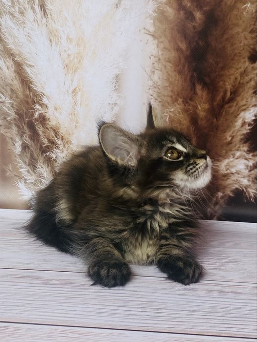 Мейн Кун дівчинка з родоводом
