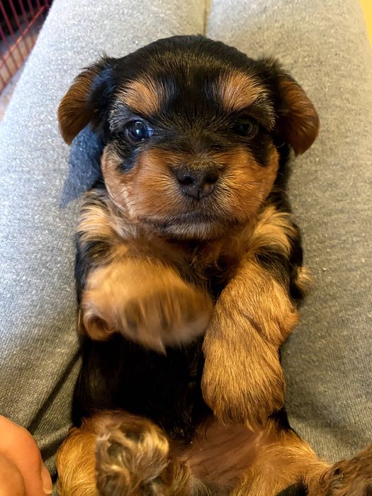 Yorkshire Terrier Lumiar