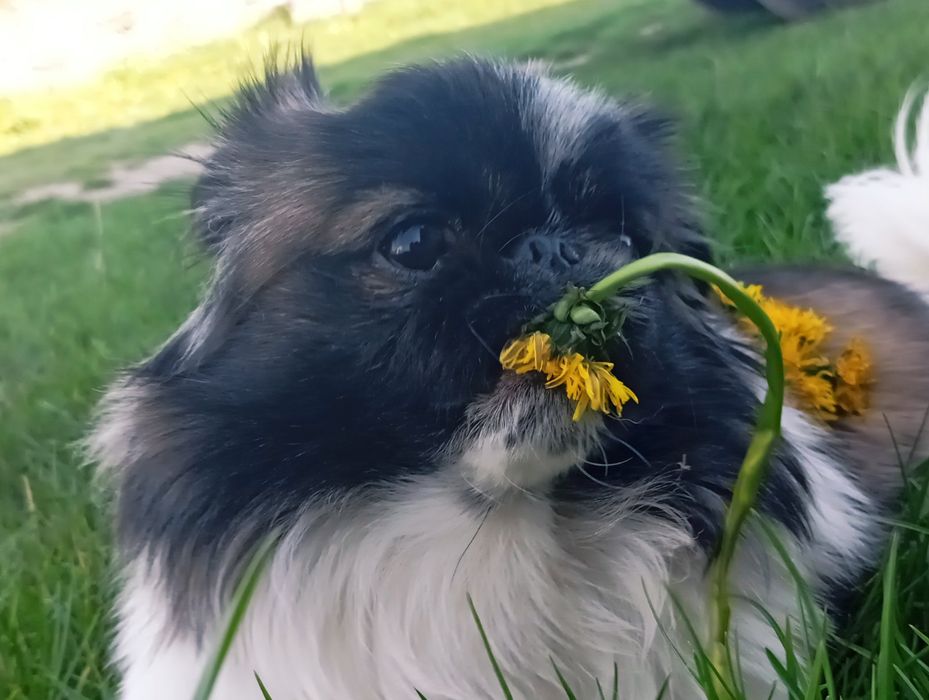 Гарний наречений шукає наречену.