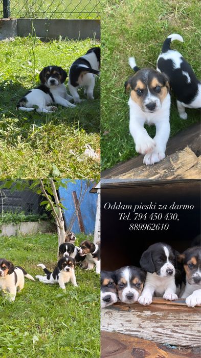 Oddam pieski za darmo