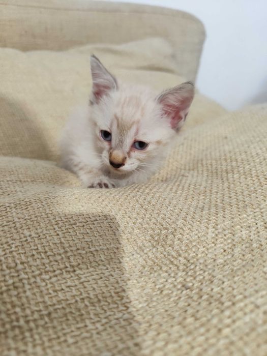 Gatinhos para adoção