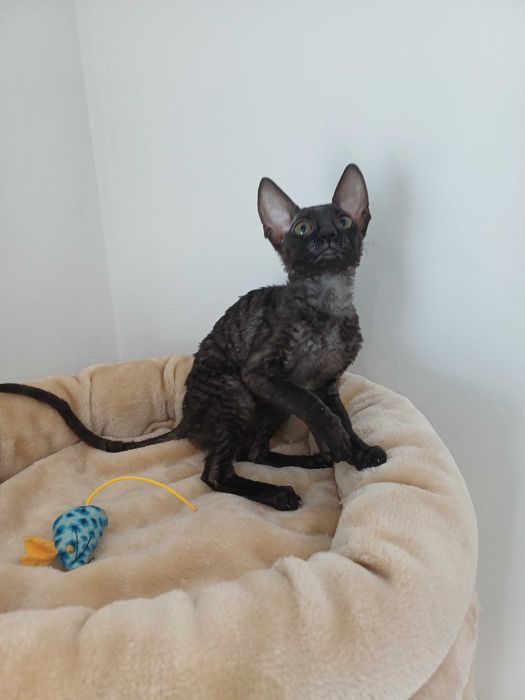 CORNISH REX - Dostępna kotka o imieniu CARMEN Hodowla: MatiMalwa*PL