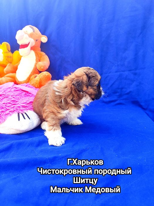 Шитцу Медовый.0989350653