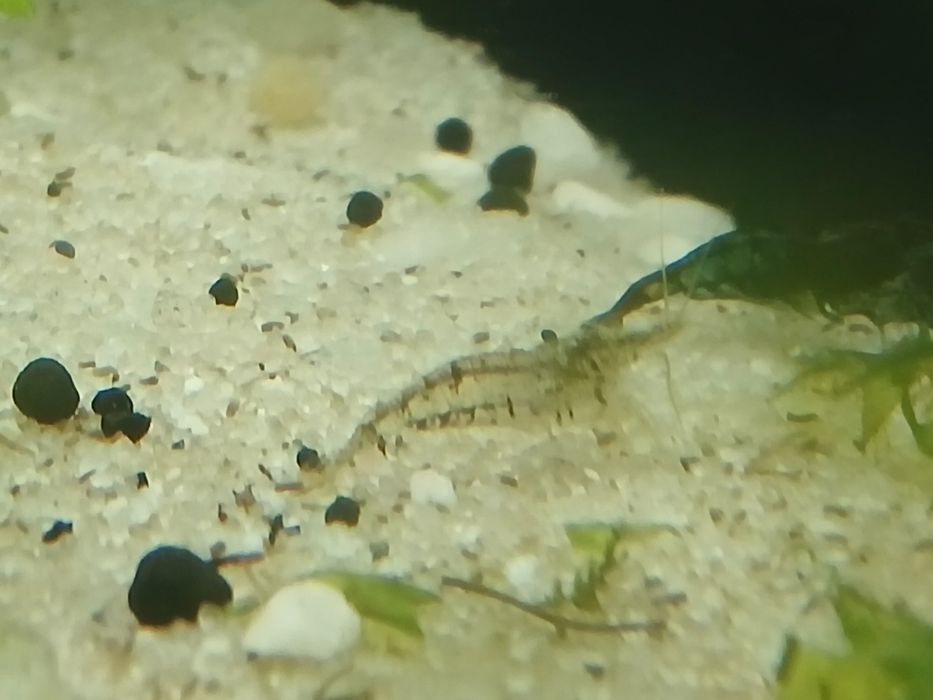 25 camarões sortidos