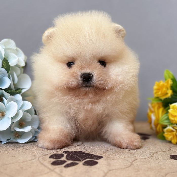 ляльковий Ведмедик шок классу