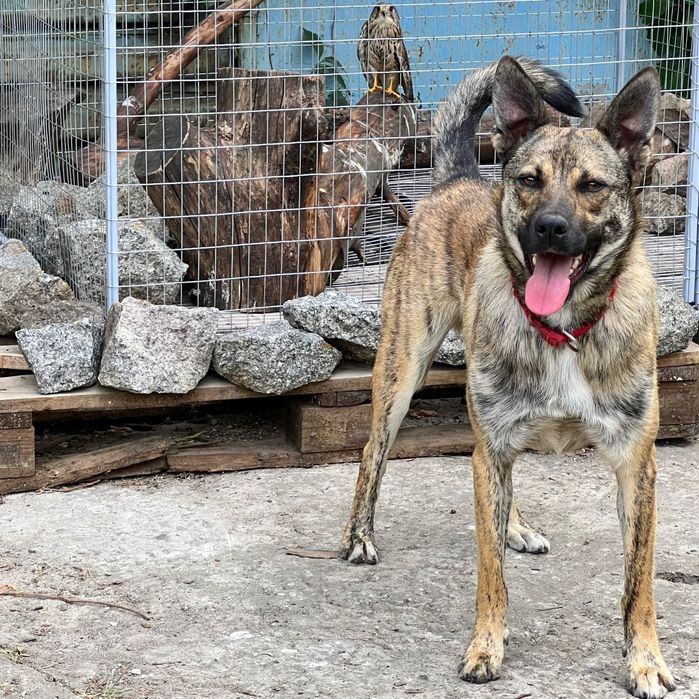 Тайгер ищет семью