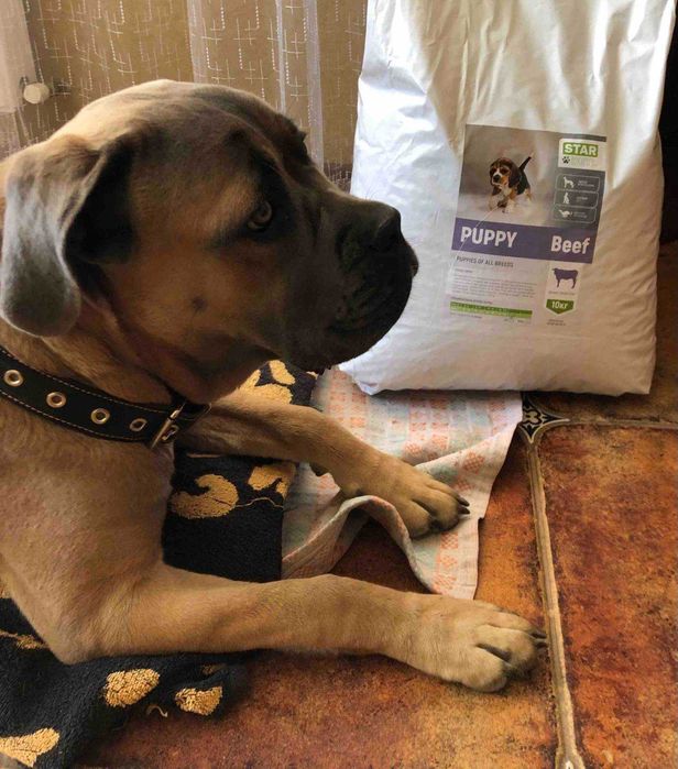 ПРЕМІАЛЬНІ корма для ваших ПЕСИКІВ від StarDeyl