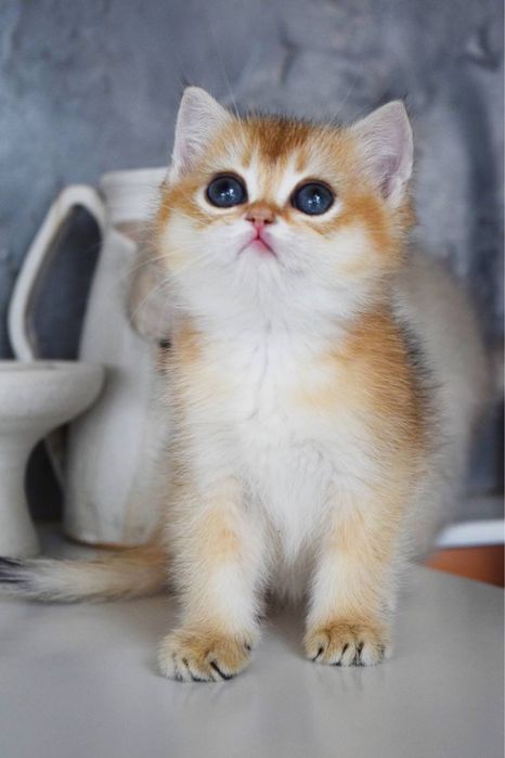 Британская Золотая Шиншилла