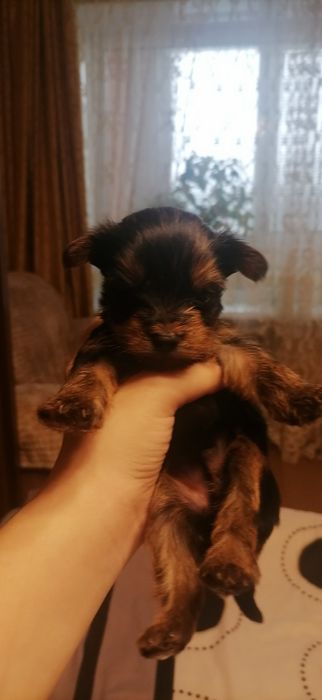 Цуценята йоркширського тер'єра 05.12.25р.
