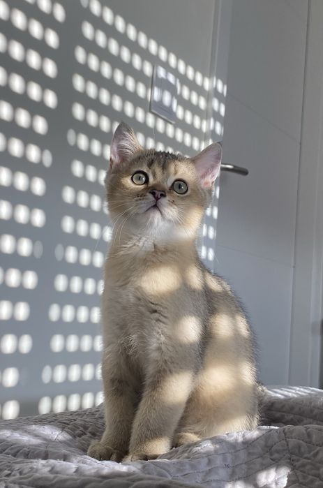 British shorthair
