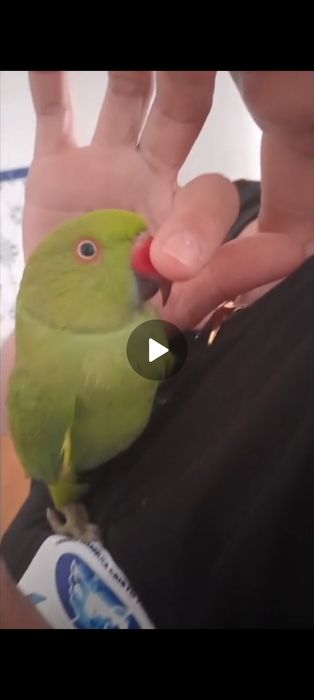 Vendo ring NEk,ou trouco