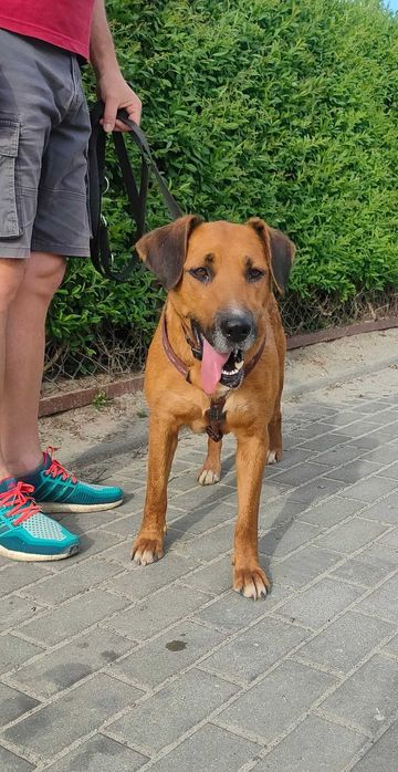 Cudowna Sonia szuka domu