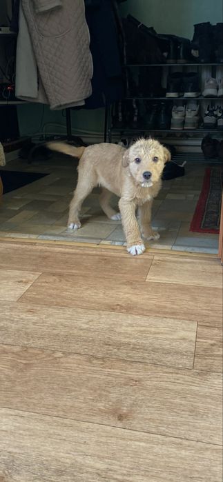 Отдам щенят  в хорошие руки