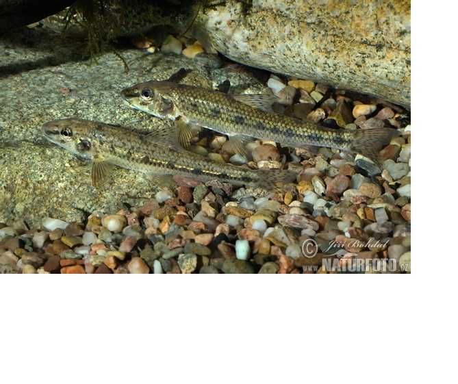 kiełb pospolity  narybek