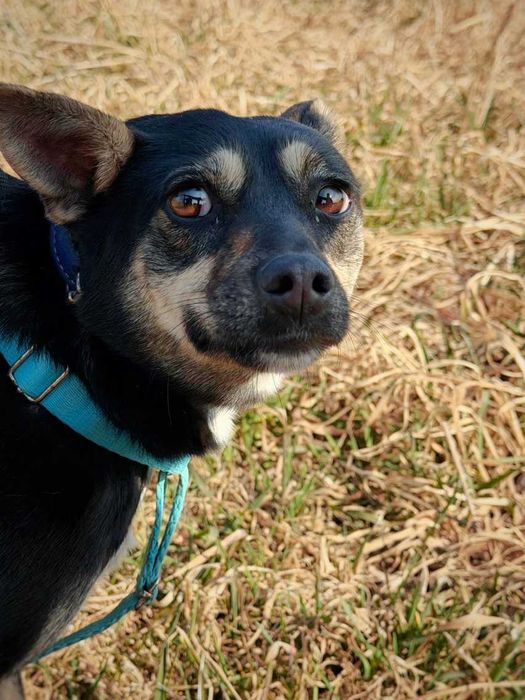 Ukołysz strach delikatnej Roxi...