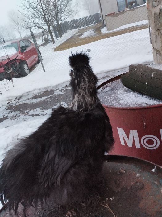 Silka kogut kura para