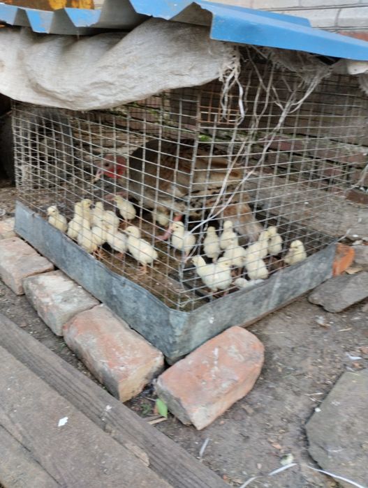 Продам ідичат жовтих
