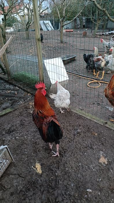 Casal de Galinhas Maran