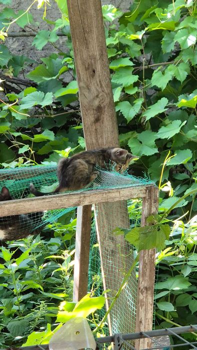 Киця тигрового принта шукає сім'ю.