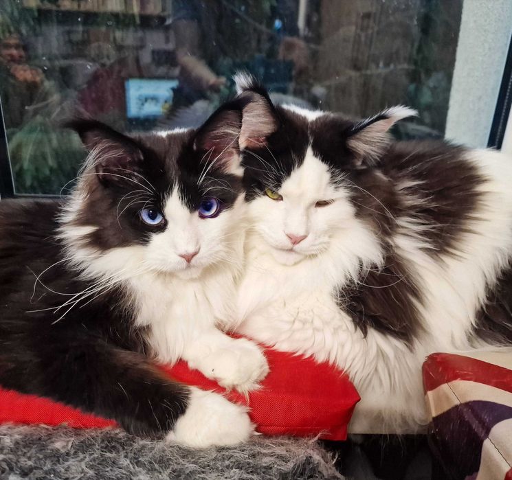 Angielski korepetycje, konwersacje