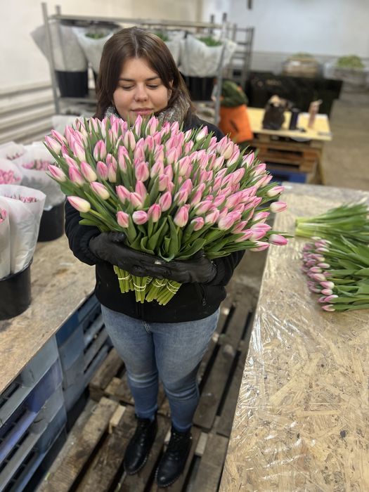Заголовок: Тюльпани оптом Ужгород | Місцевий тюльпан | Голландський